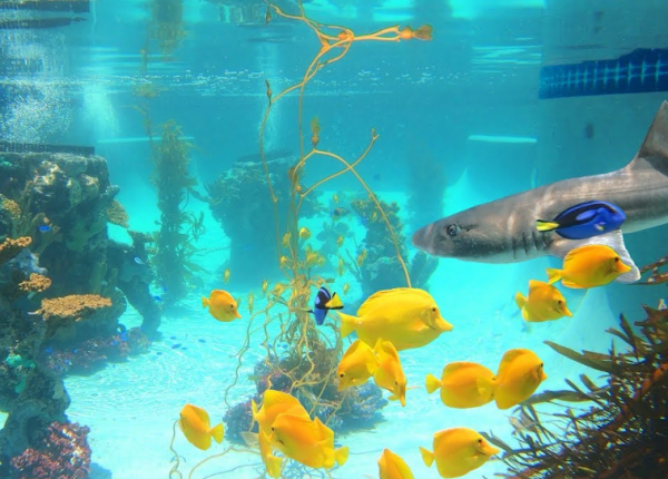 Aquarium outdoor dengan kolam renang dan ekosistem air laut